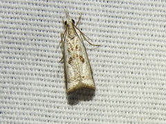 Microcrambus croesus