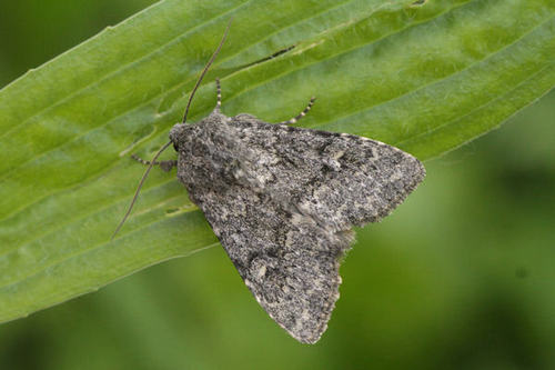 Apamea zeta (Treitschke, 1825)