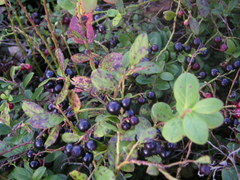 Vaccinium × intermedium