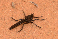 Daspletis vespertilio