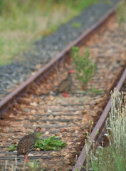 Pternistis afer castaneiventer