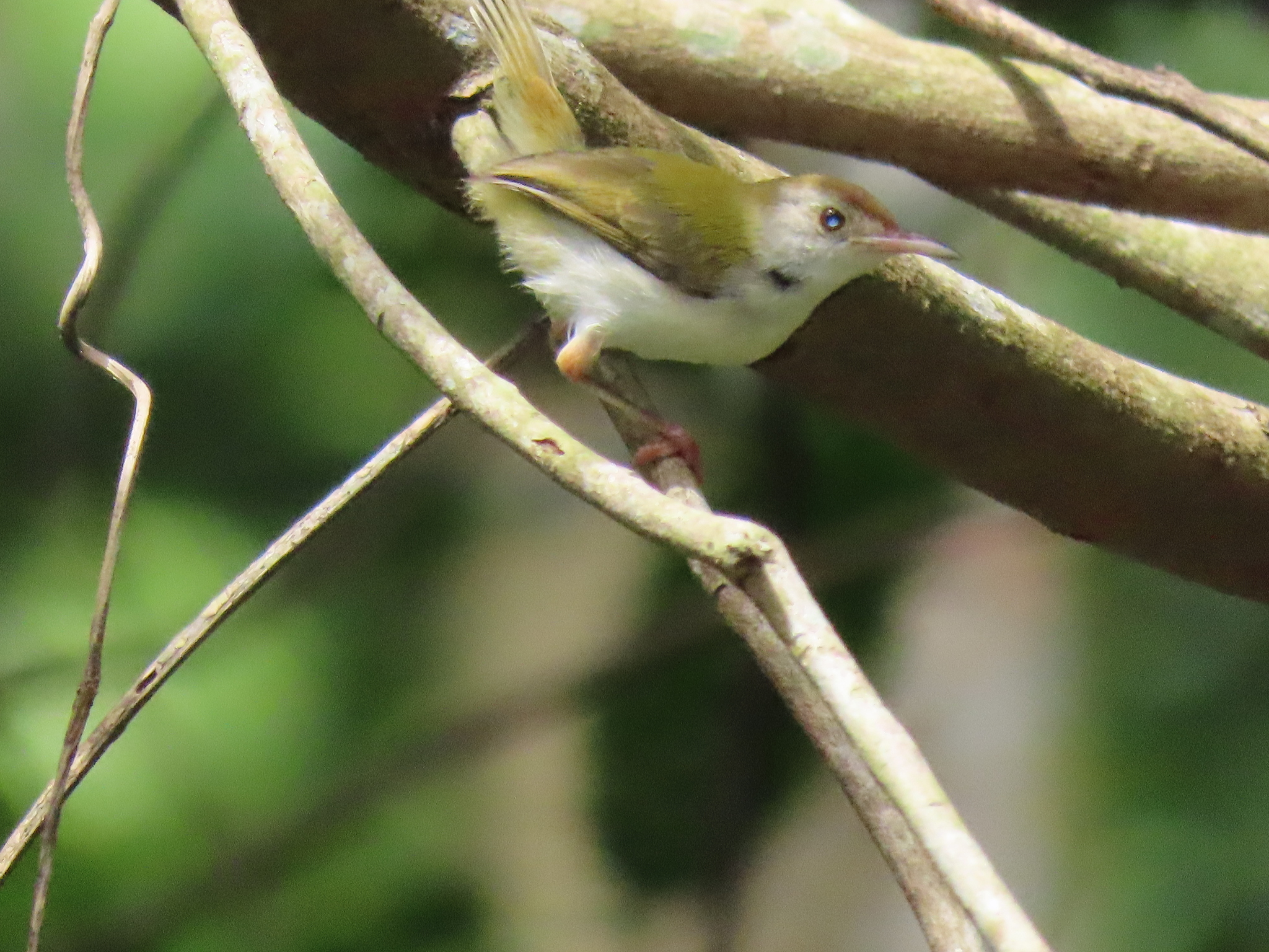 Common Tailorbird