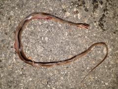 Coniophanes schmidti