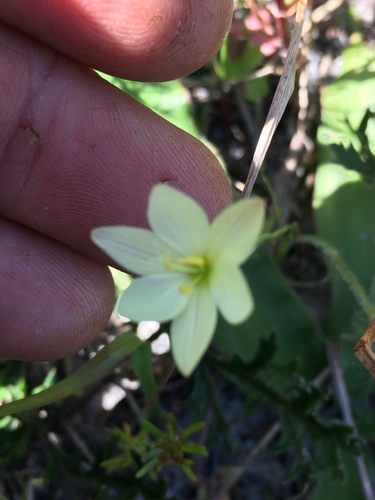 Geissorhiza imbricata