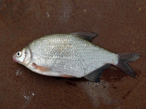 Silver Bream