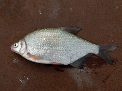 White Bream photo 5
