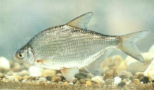 Silver Bream
