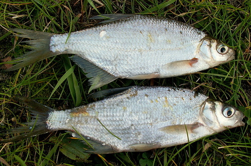Silver Bream