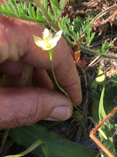 Geissorhiza imbricata