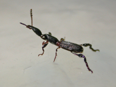 Cyphagogus