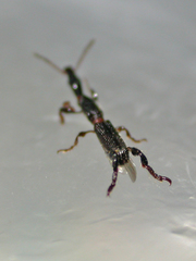 Cyphagogus