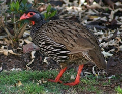 Pternistis afer castaneiventer