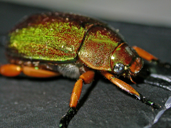 Mimela chrysoprasa