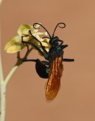 Pepsis pallidolimbata