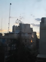 Streptopelia senegalensis