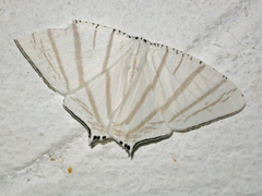 Urapteroides astheniata