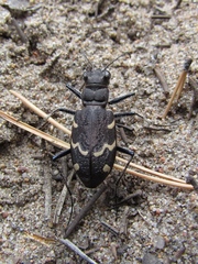 Cicindela sylvatica