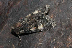 Apamea rubrirena