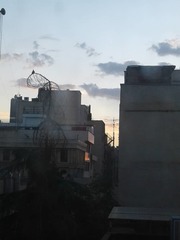 Streptopelia senegalensis