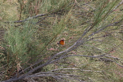 Danaus chrysippus