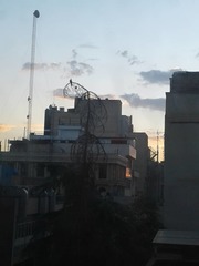 Streptopelia senegalensis