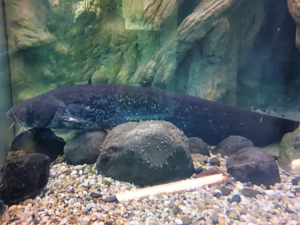 Wels Catfish