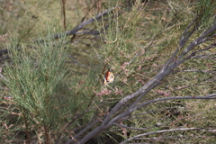 Danaus chrysippus