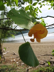 Hibiscus tiliaceus pernambucensis
