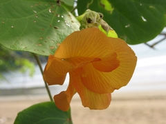 Hibiscus tiliaceus pernambucensis