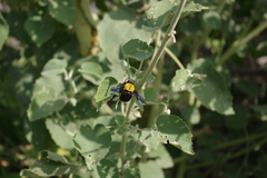 Xylocopa pubescens
