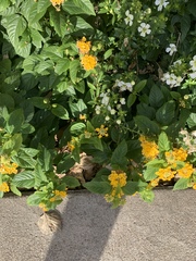 Lantana × hybrida