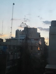 Streptopelia senegalensis