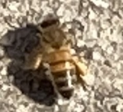Apis mellifera