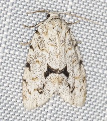 Thallarcha macilenta