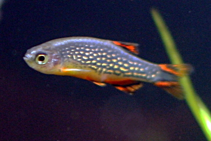Poisson céleste perlé (Celestichthys margaritatus)