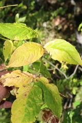 Staphylea colchica