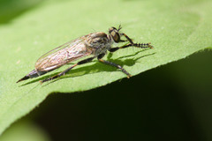 Machimus notatus