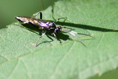 Coelichneumon azotus