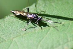 Coelichneumon azotus