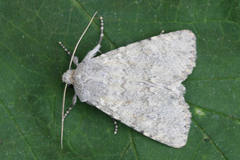 Apamea platinea