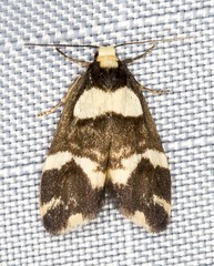 Thallarcha phalarota