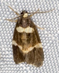 Thallarcha phalarota