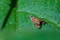 Dichrorampha leopardana