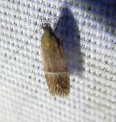 Eudactylota iobapta