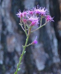 Carphephorus tomentosus