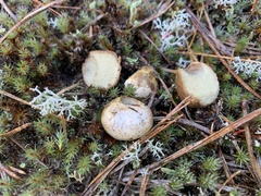 Rhizopogon pseudoroseolus
