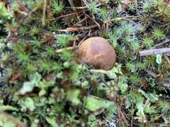 Rhizopogon pseudoroseolus