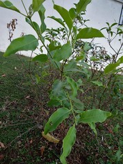 Dendrophthoe pentandra