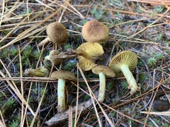 Cortinarius aureifolius