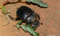 Escarabaeus satyrus
